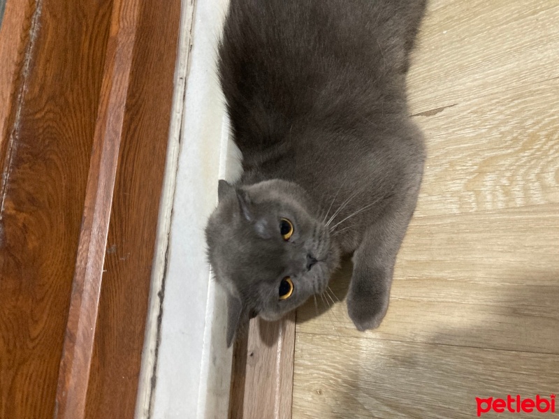 British Shorthair, Kedi  Mia fotoğrafı