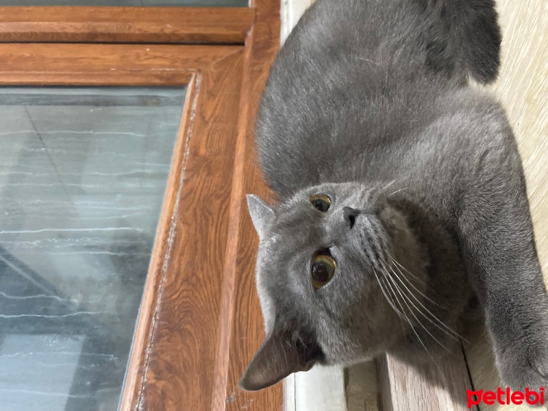 British Shorthair, Kedi  Mia fotoğrafı
