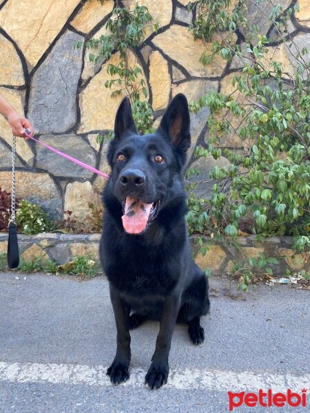 Alman Çoban Köpeği, Köpek  Lucy fotoğrafı