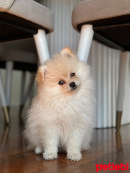 Pomeranyalı, Köpek  Miki fotoğrafı