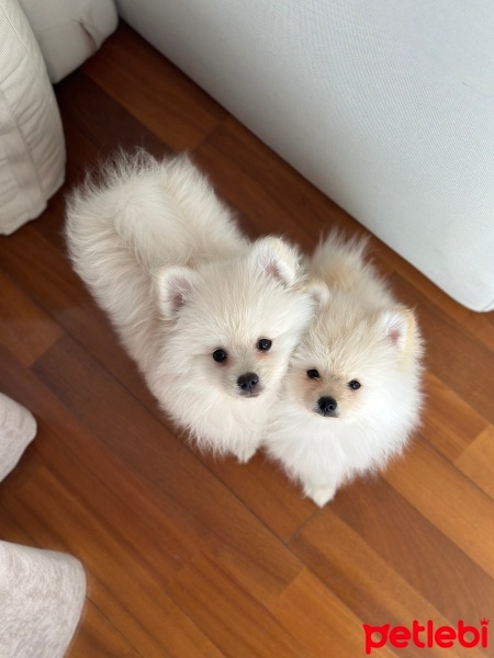 Pomeranyalı, Köpek  Miki fotoğrafı
