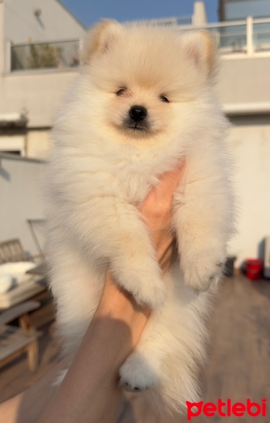 Pomeranyalı, Köpek  Miki fotoğrafı