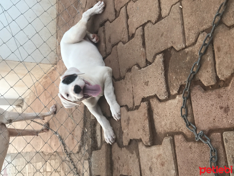Dogo Arjantin, Köpek  Boyka fotoğrafı