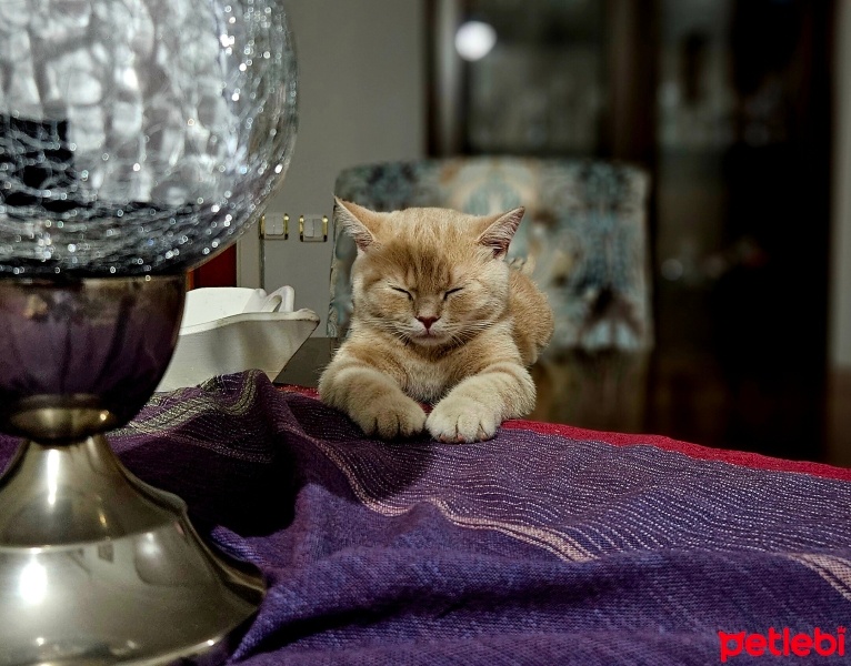 British Shorthair, Kedi  fındık fotoğrafı