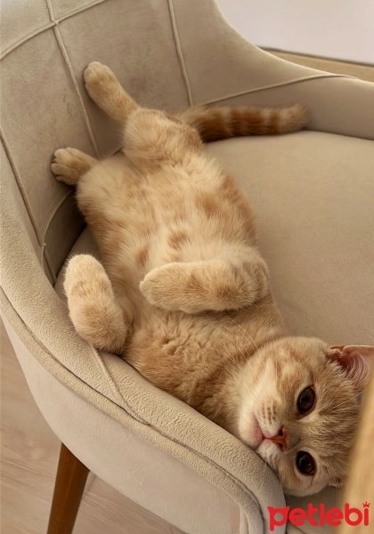 British Shorthair, Kedi  fındık fotoğrafı