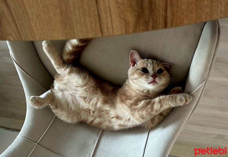 British Shorthair, Kedi  fındık fotoğrafı