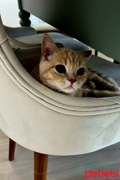 British Shorthair, Kedi  fındık fotoğrafı
