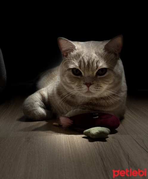 British Shorthair, Kedi  fındık fotoğrafı
