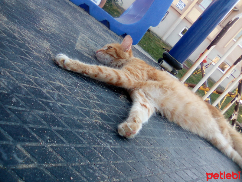Tekir Kedi, Kedi  şila fotoğrafı