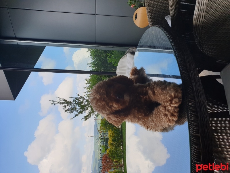 Poodle(Standart Kaniş), Köpek  moka fotoğrafı