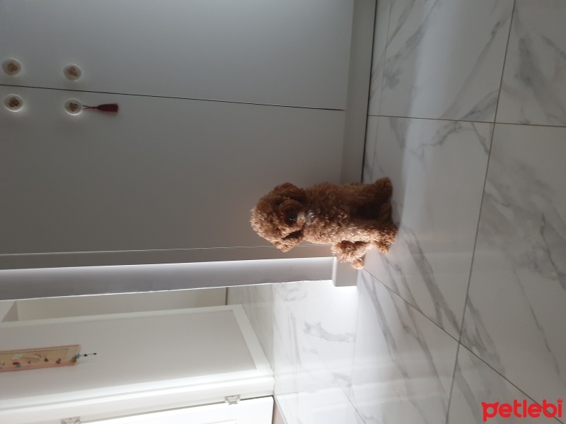 Poodle(Standart Kaniş), Köpek  moka fotoğrafı