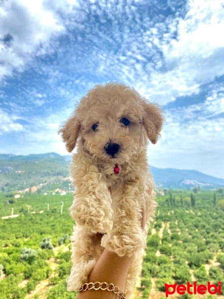 Poodle(Standart Kaniş), Köpek  Waffle fotoğrafı