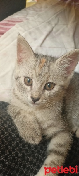 Tekir Kedi, Kedi  Tekir fotoğrafı