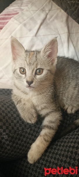 Tekir Kedi, Kedi  Tekir fotoğrafı