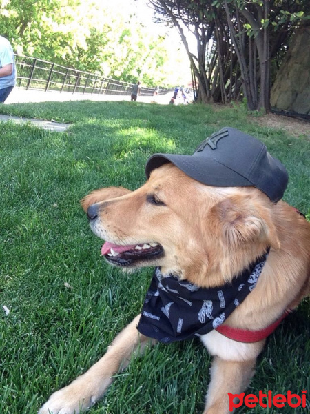 Golden Retriever, Köpek  Badem fotoğrafı