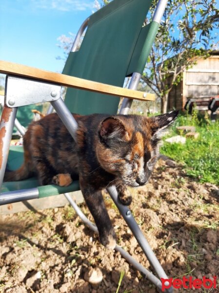 Tekir Kedi, Kedi  Fındık fotoğrafı