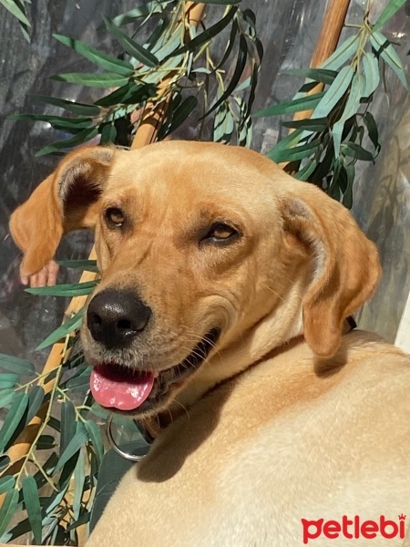 Türk Tazısı, Köpek  Mila fotoğrafı