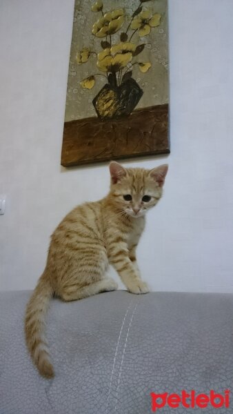 Sarman, Kedi  PERA fotoğrafı