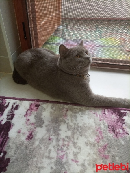 British Shorthair, Kedi  Duman fotoğrafı