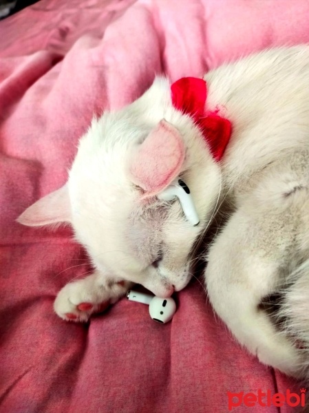 Ankara Kedisi, Kedi  Mia fotoğrafı