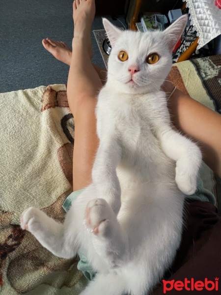 British Shorthair, Kedi  Bulut fotoğrafı