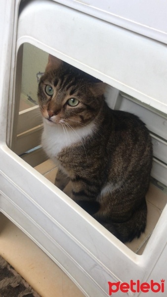 Tekir Kedi, Kedi  çiko fotoğrafı