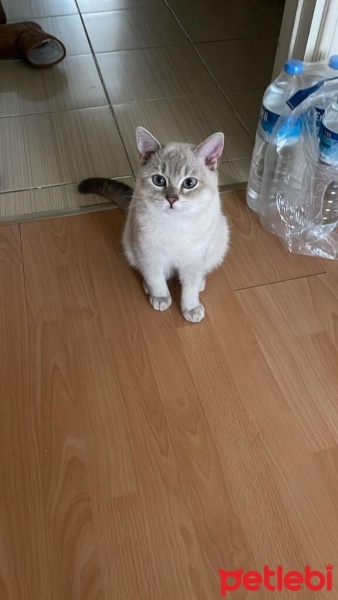 British Shorthair, Kedi  dobby fotoğrafı