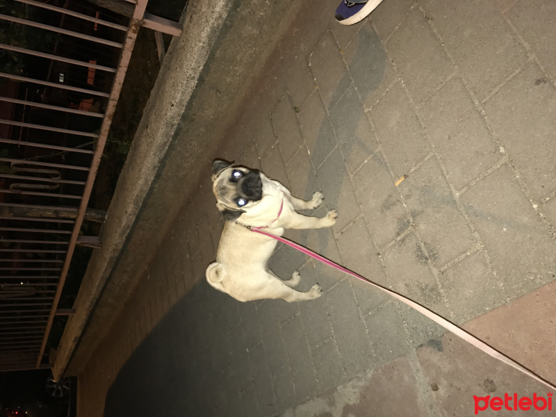 Pug, Köpek  Pugy fotoğrafı