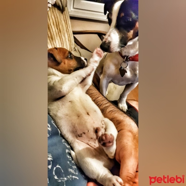 Jack Russell Terrier, Köpek  rakişişededurmaz fotoğrafı