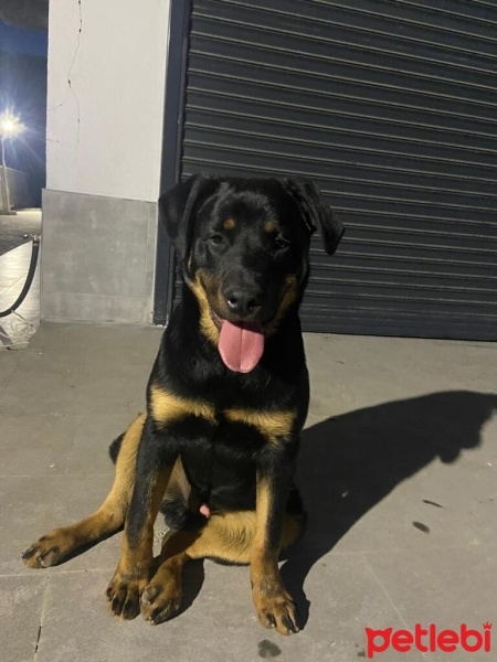 Rottweiler, Köpek  Pablo fotoğrafı