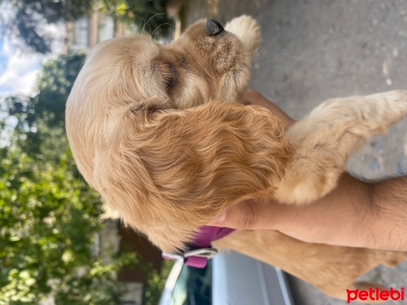Amerikan Cocker Spaniel, Köpek  Dody fotoğrafı