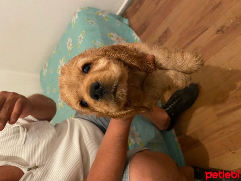Amerikan Cocker Spaniel, Köpek  Dody fotoğrafı