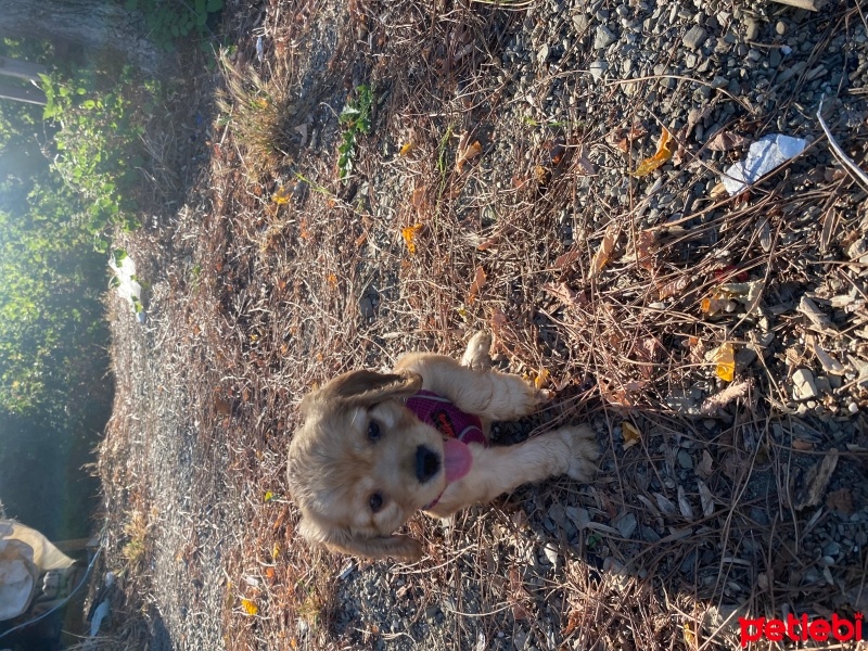 Amerikan Cocker Spaniel, Köpek  Dody fotoğrafı