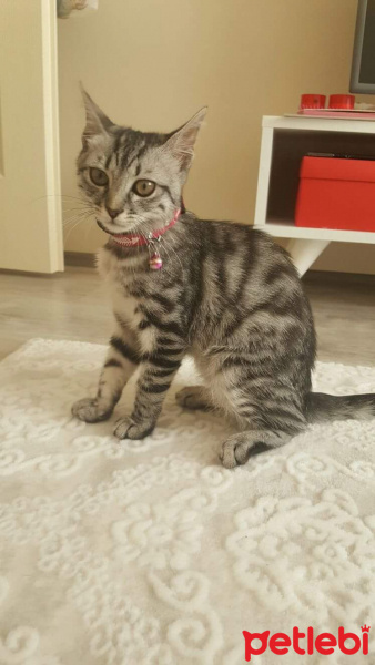 Tekir Kedi, Kedi  Atiye fotoğrafı
