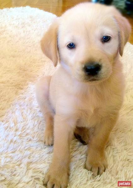 Golden Retriever, Köpek  Talya fotoğrafı