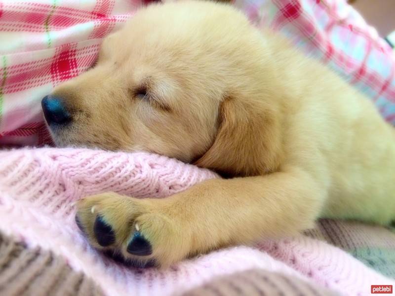 Golden Retriever, Köpek  Talya fotoğrafı