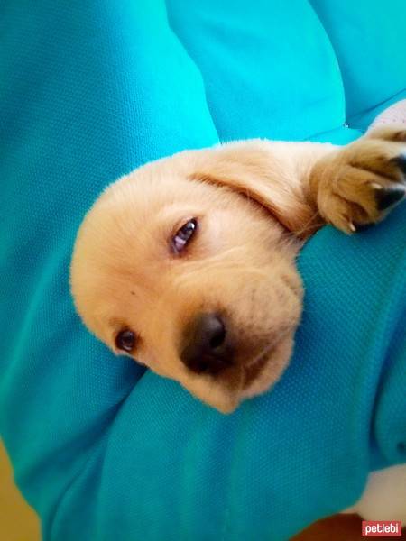 Golden Retriever, Köpek  Talya fotoğrafı