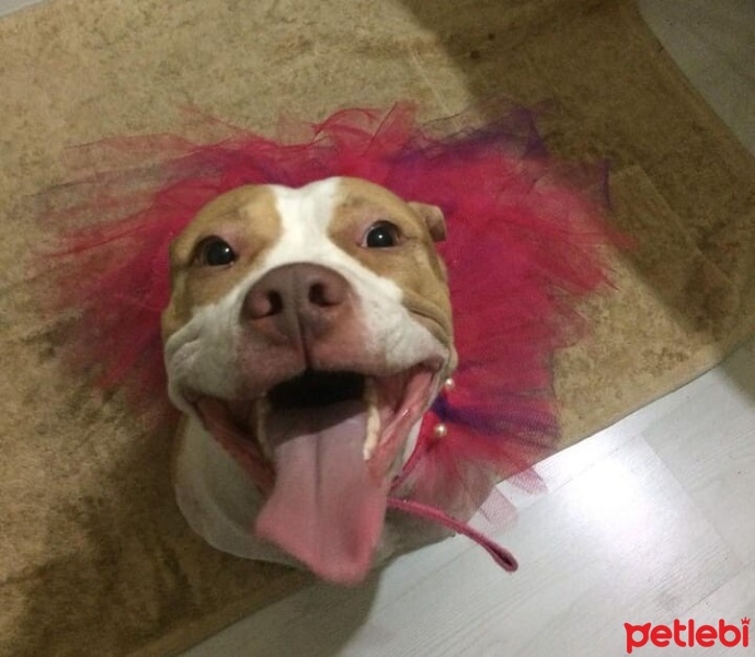 Amerikan Pitbull Terrier, Köpek  SULTAN fotoğrafı