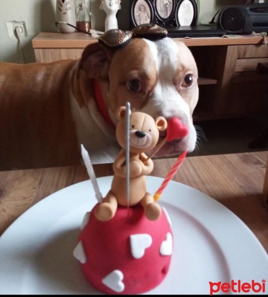 Amerikan Pitbull Terrier, Köpek  SULTAN fotoğrafı