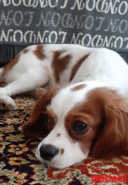 Cavalier King Charles Spanieli, Köpek  LUCA fotoğrafı