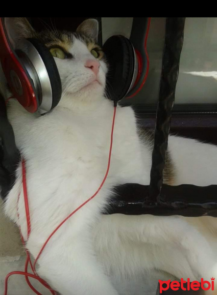 Tekir Kedi, Kedi  efe fotoğrafı