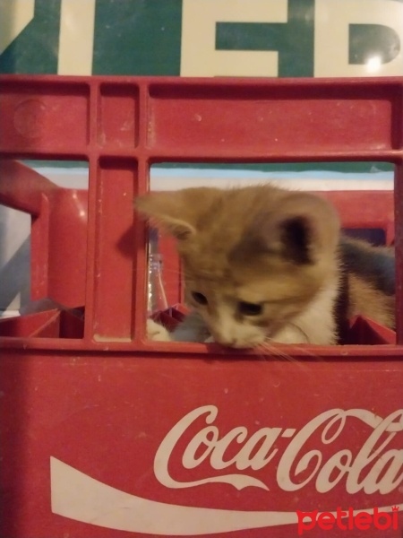 Tekir Kedi, Kedi  Tekir fotoğrafı