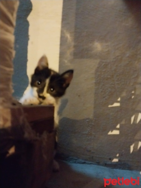 Tekir Kedi, Kedi  Tekir fotoğrafı