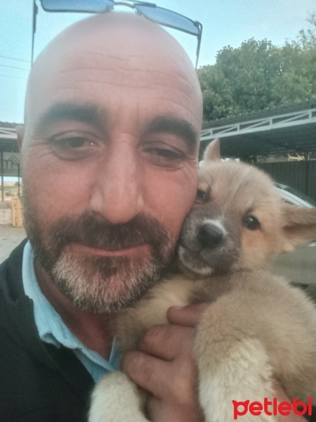 Akita İnu, Köpek  Asil fotoğrafı