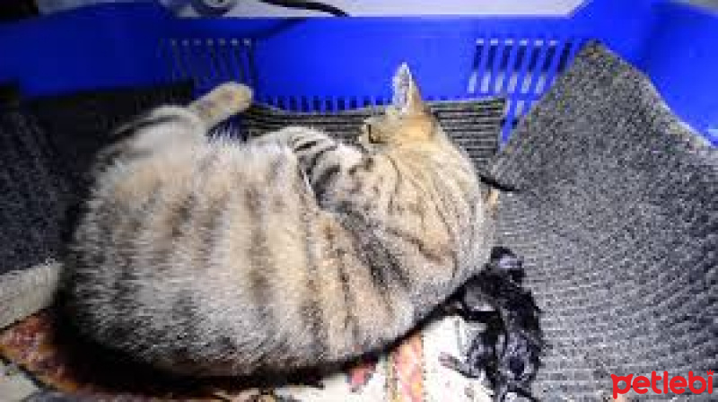 Tekir Kedi, Kedi  Tosmuk fotoğrafı