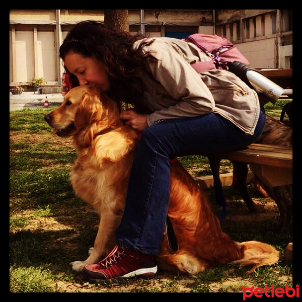 Golden Retriever, Köpek  Maya fotoğrafı