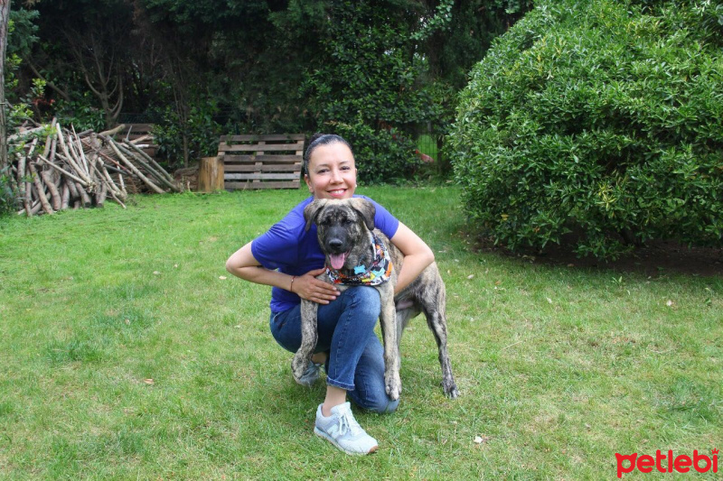 Sokö (Sokak Köpeği), Köpek  Adam fotoğrafı
