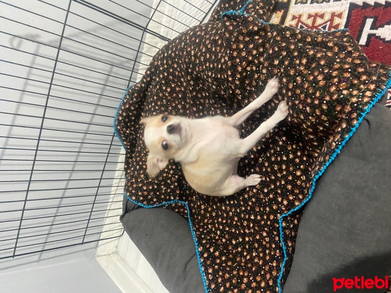Chihuahua, Köpek  Chihuahua fotoğrafı