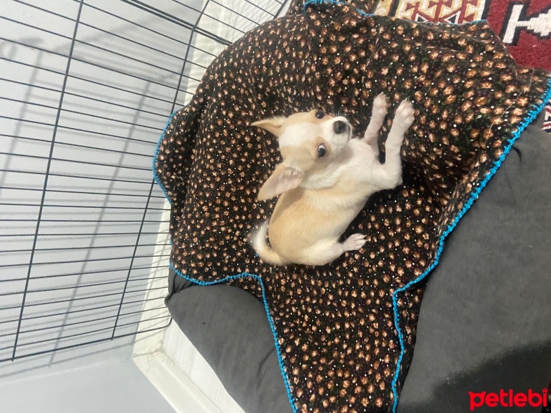 Chihuahua, Köpek  Chihuahua fotoğrafı