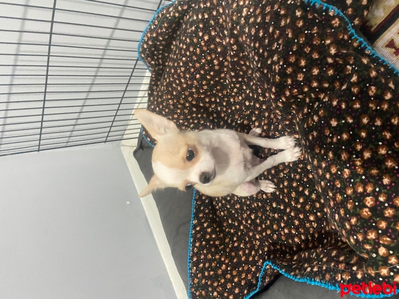 Chihuahua, Köpek  Chihuahua fotoğrafı